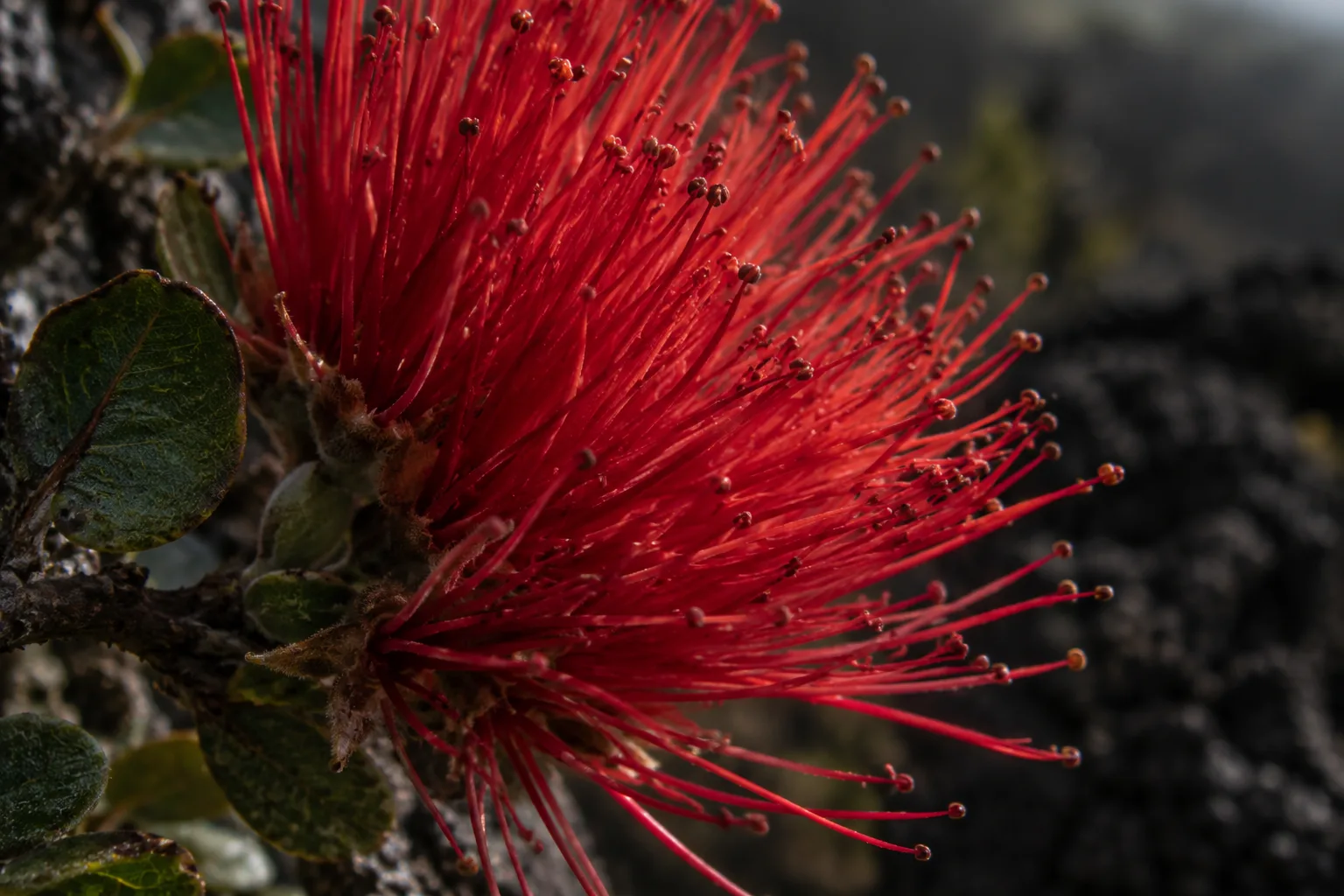 Illustrative close detail of a red ʻōhiʻa lehua blossom